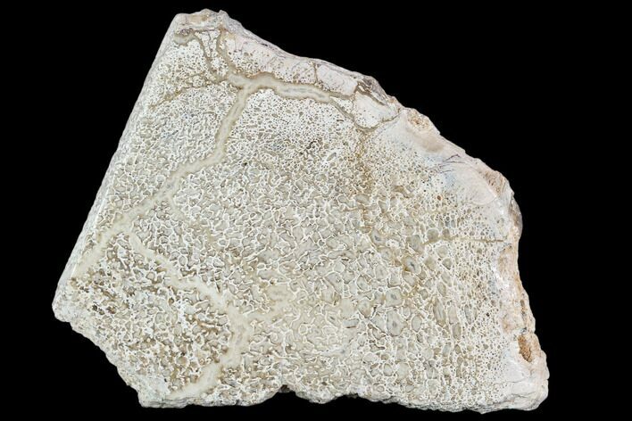 Polished Dinosaur Bone (Gembone) Section - Morocco #107142